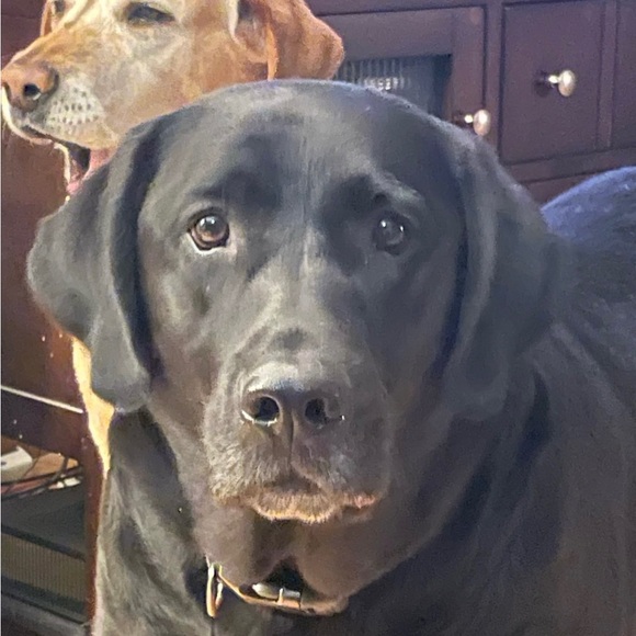 Meet your Posher, Kathy - Picture 12 of 16